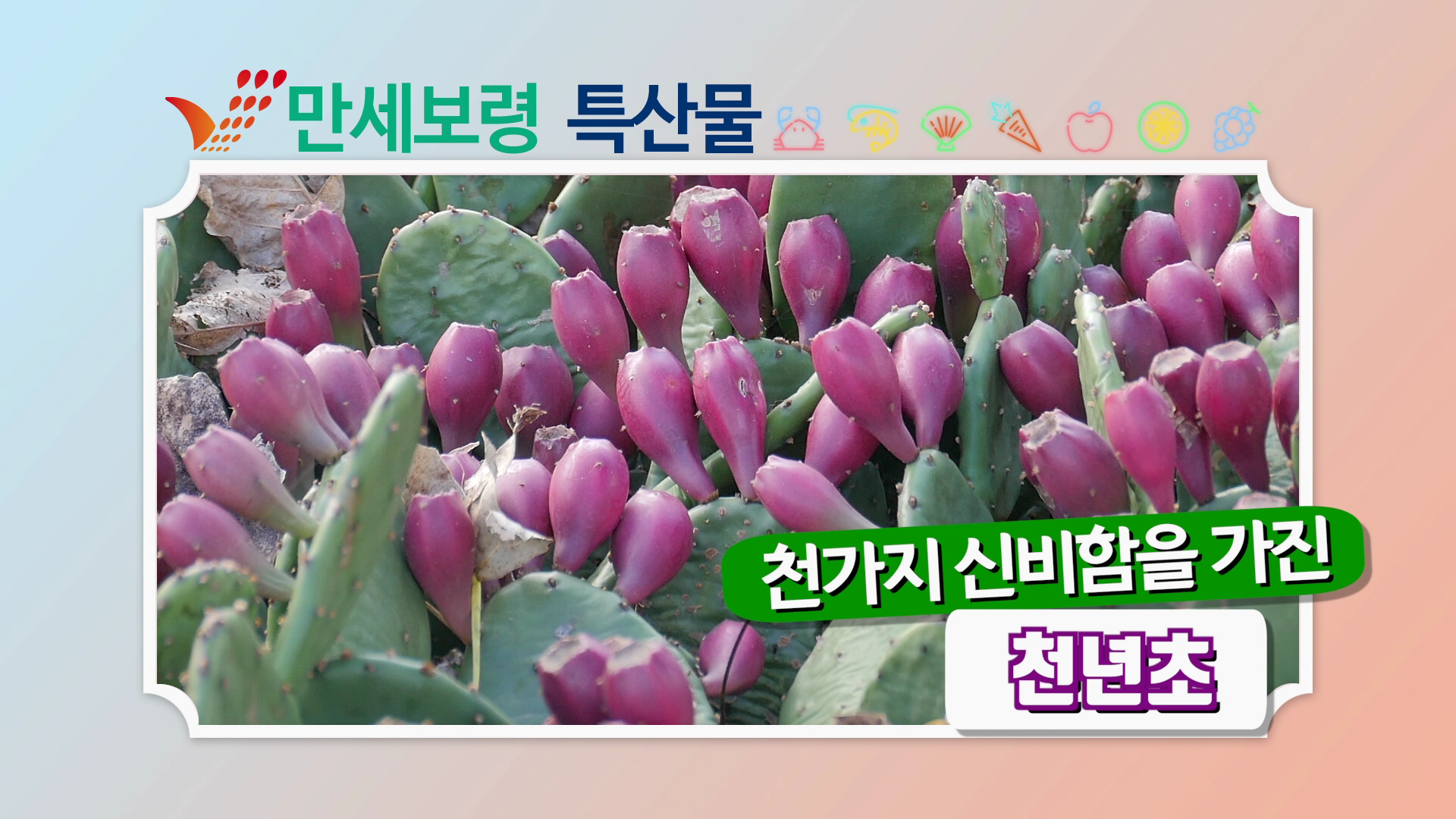 천가지 신비함을 가진 '천년초'